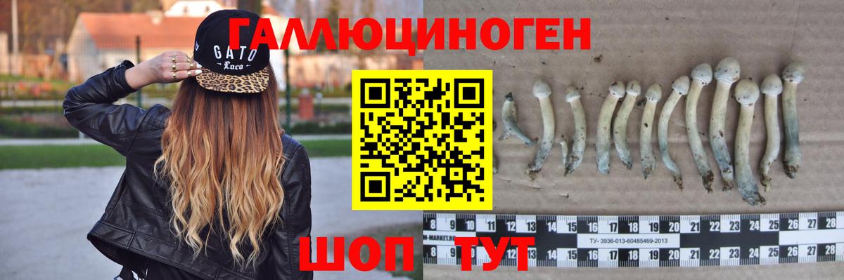 Псилоцибиновые грибы Psilocybe  Вход с VPN  наркошоп  Гурьевск  Галлюциногенные грибы Psilocybine cubensis 